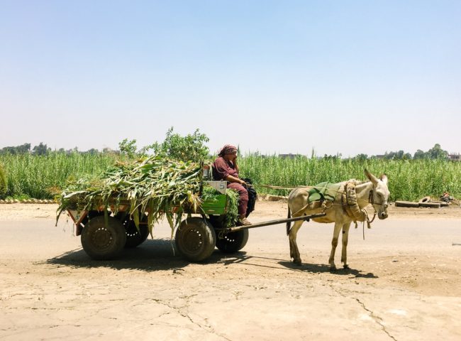 45 % من القوة الزراعية نساء! مكانة المرأة في الريف المصري، ودورها في إنتاج الغذاء