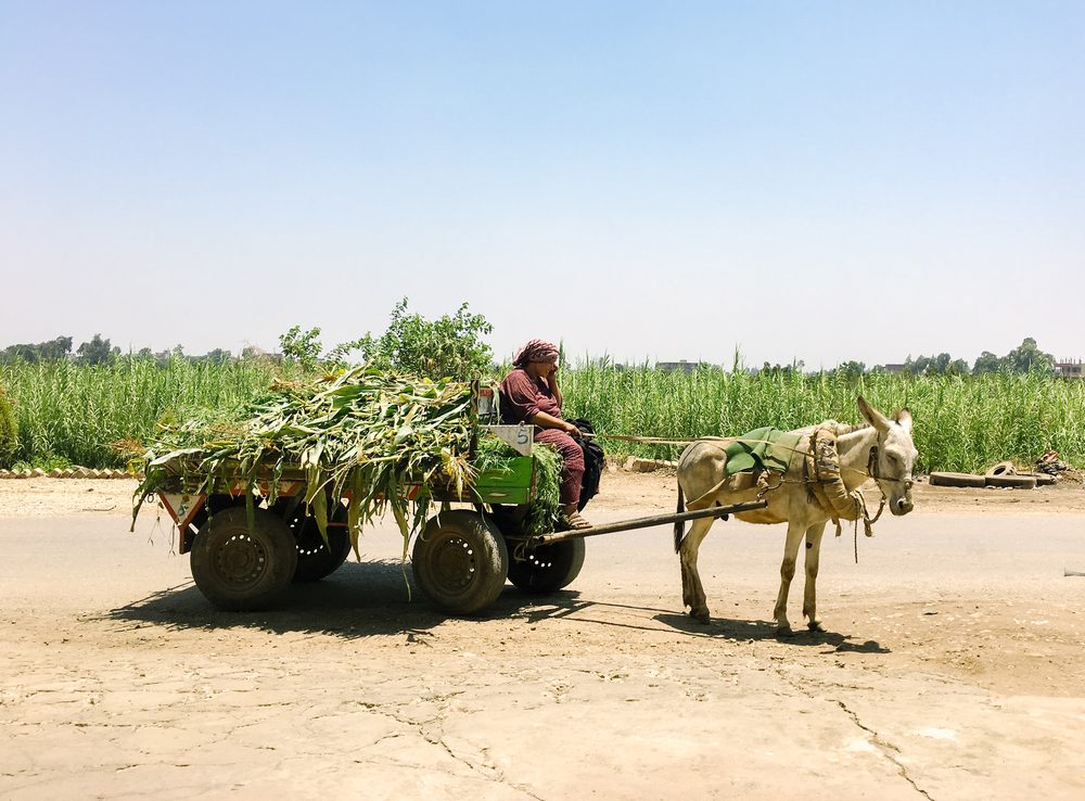 الأسمدة في مصر