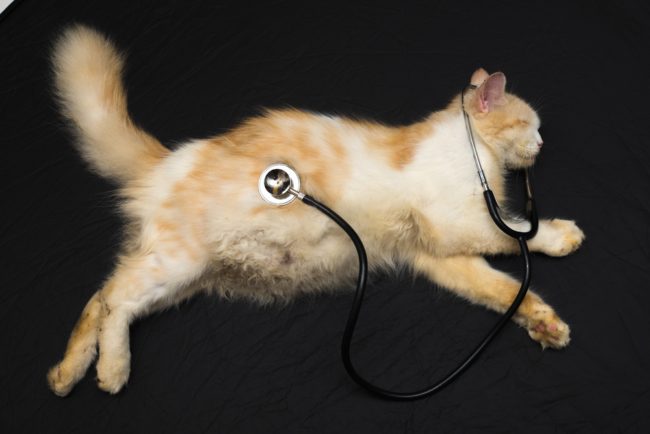 مدته تتراوح بين 63 إلى 67 يوماً ويترافق مع تغيرات جسدية وسلوكية.. كل ما تريد معرفته عن حمل القطط