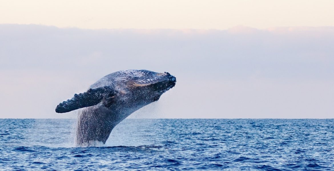 العثور على “ذهب عائم” داخل أحشاء حوت نافق! تساوي قيمته أكثر من نصف مليون دولار، وهذه قصته