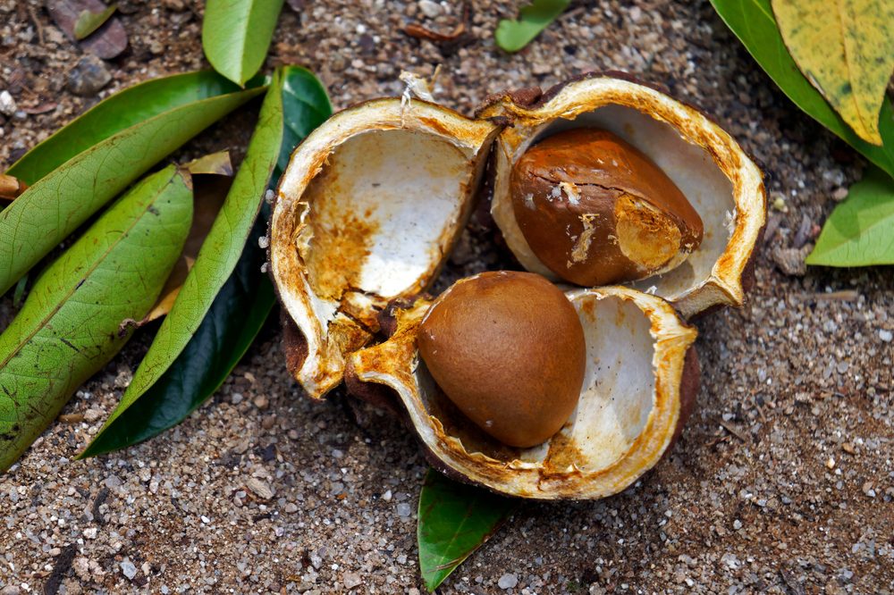 غني بالأحماض الدهنية ويعزز الترطيب العميق للجلد.. فوائد زيت أنديروبا الطبيعي واستخداماته