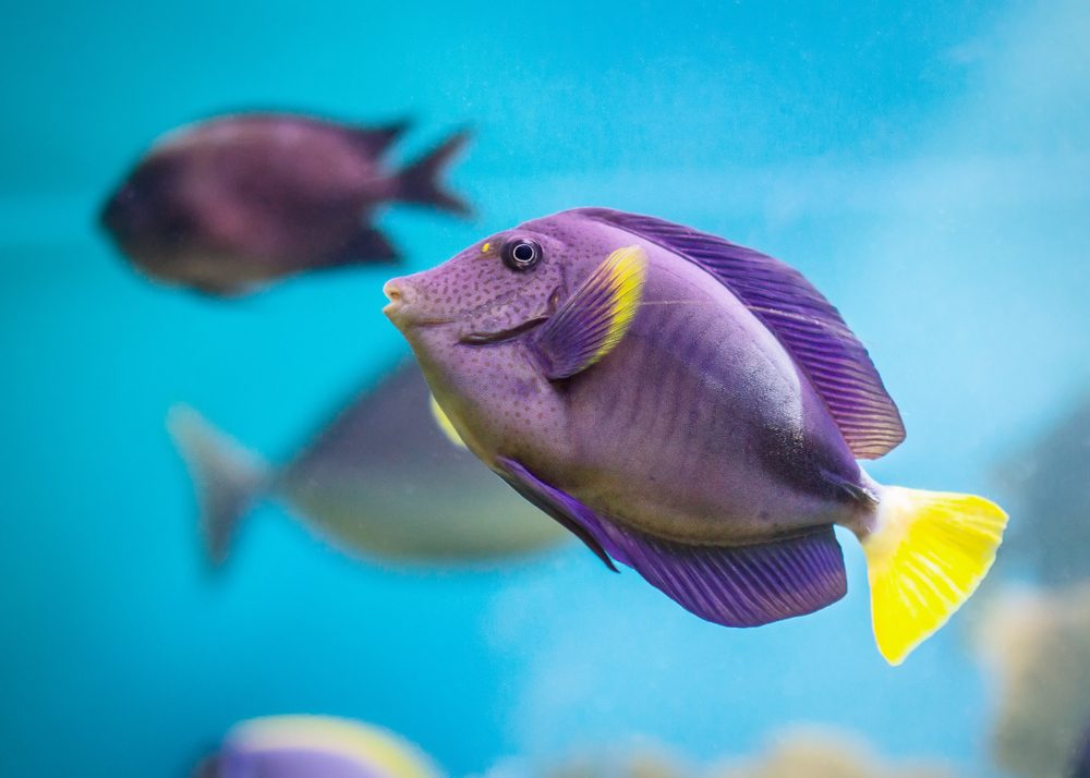 هل السمك يعطش؟/ Shutterstock