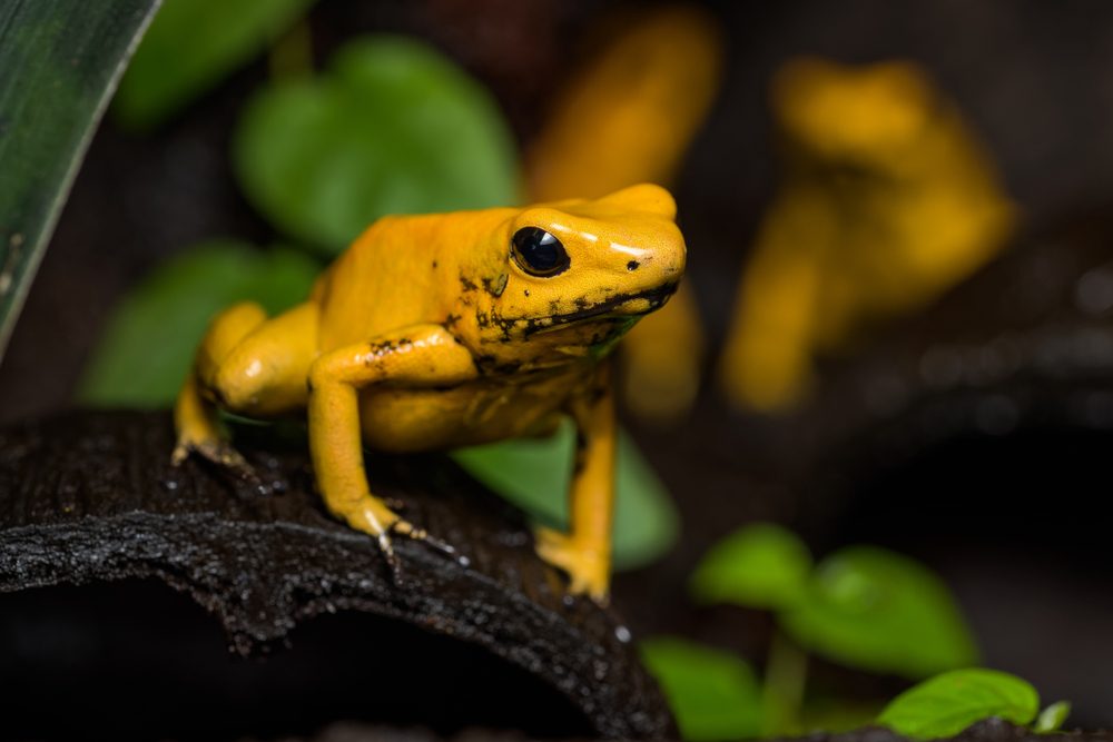 الضفدع الذهبي السام