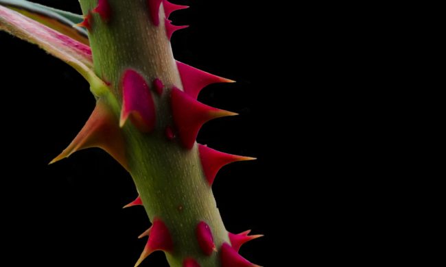 بسموم ومواد كيميائية وحتى بالخناجر القاتلة! تقنيات مذهلة تدافع بها النباتات عن نفسها بما فيها الذرة