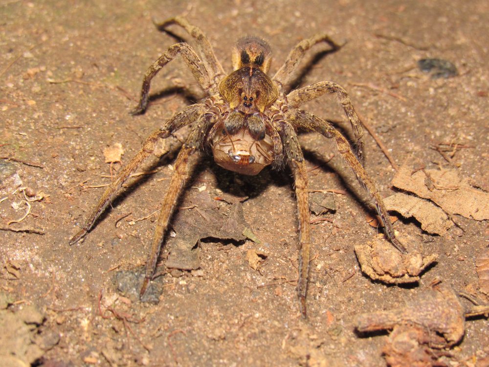  العنكبوت البرازيلي