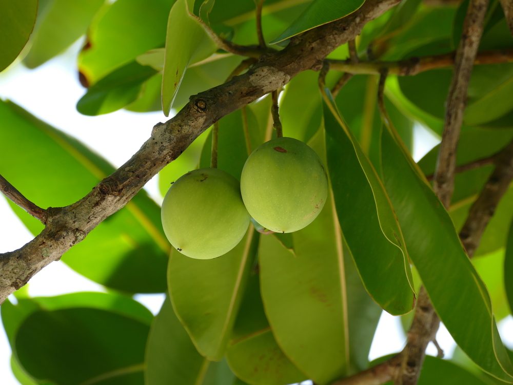 غني بمضادات الأكسدة ويعالج آثار الحبوب والالتهابات.. 5 فوائد لزيت التامانو واستخداماته