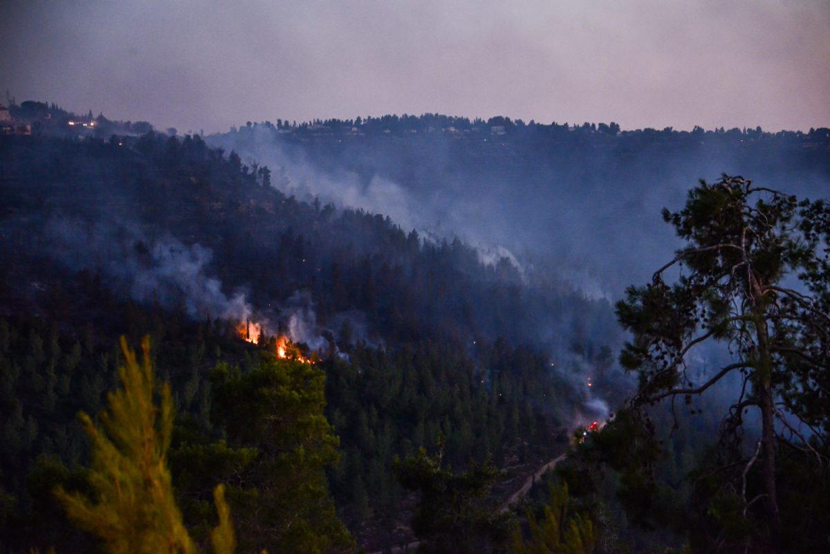 سياسات إسرائيل تحرق حتى الغابات.. كيف يدمر الاحتلال التوازن البيئي بفلسطين؟
