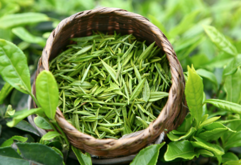 عشبة المدينة