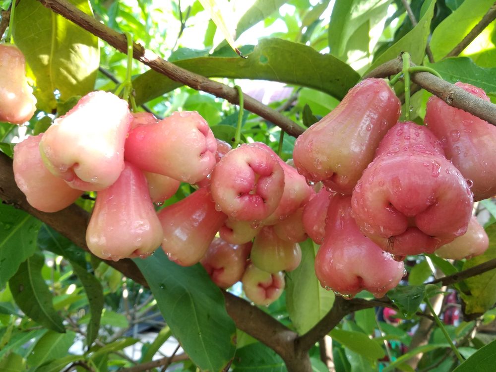 بمذاق غريب يمزج بين البطيخ والكمثرى وقيمة غذائية عالية.. ما هي ثمرة تفاح الورد وفوائدها الصحية؟