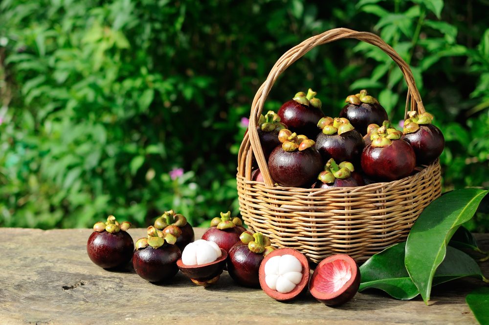 المانجوستين