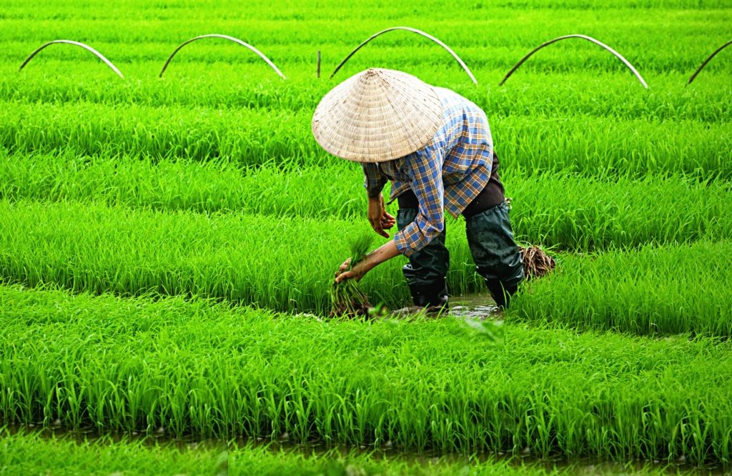 الأراضي الزراعية في الصين