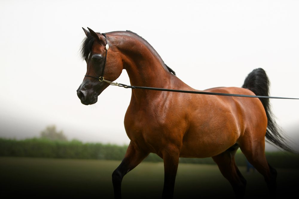 الخيول العربية