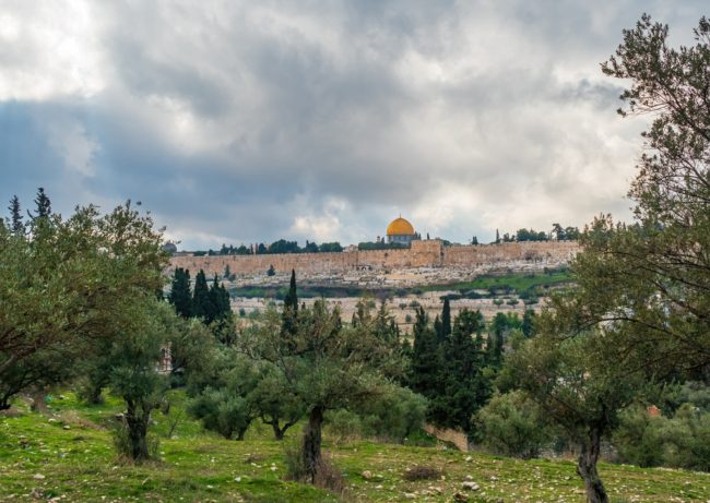 شجرة الزيتون في فلسطين.. كيف تعبِّر عن المقاومة والصمود بوجه الاحتلال؟