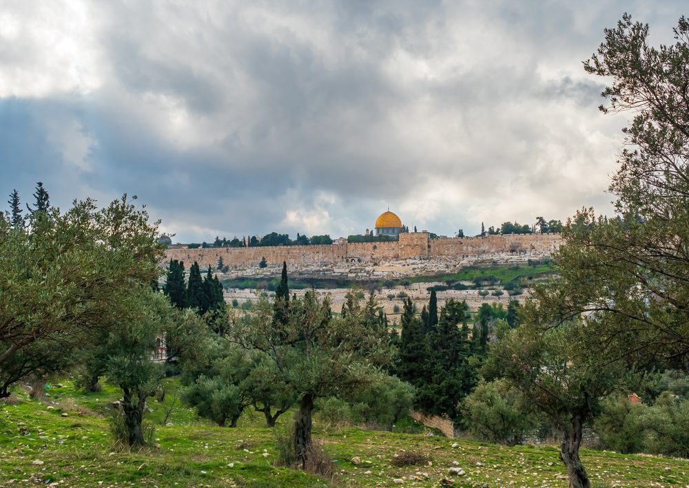 أشجار الزيتون وقبة الصخرة في القدس