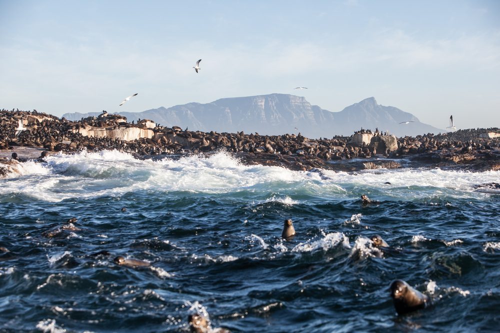 جزيرة الفقمة