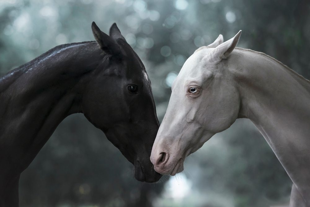 أحصنة أكحل تيكي بلونين مختلفين | shutterstock