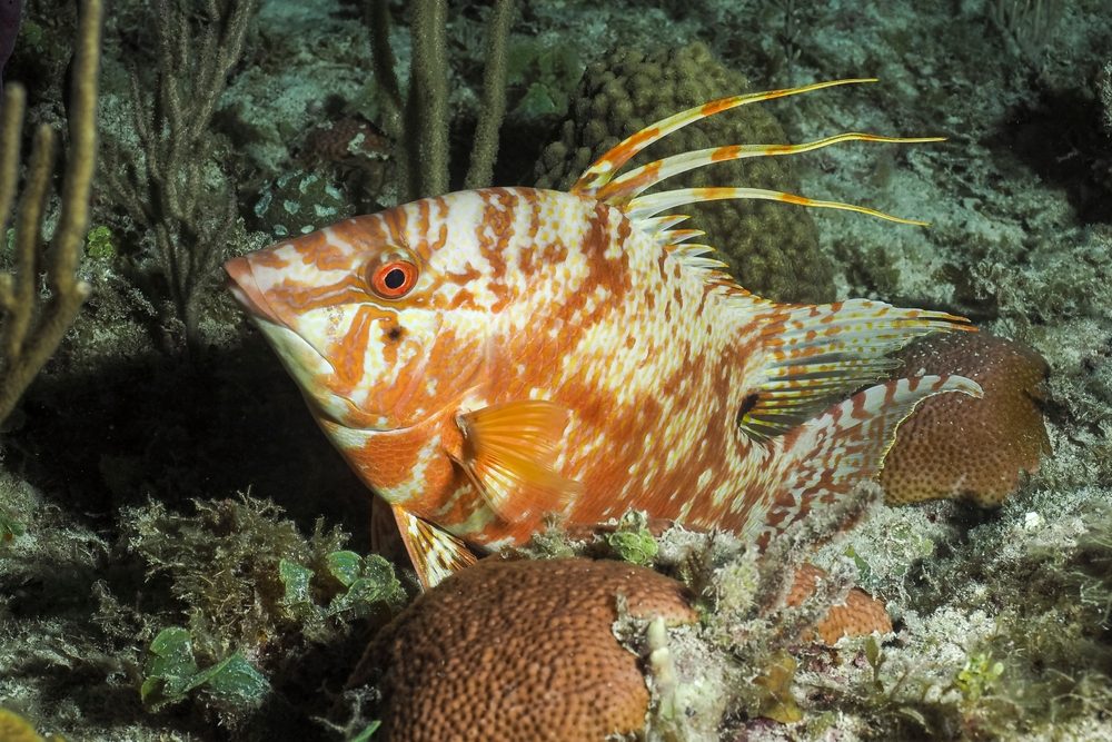 Shutter Stock/ سمكة الخنزير تستطيع أن تغيّر لونها حتى بعد الموت، فكيف ذلك؟