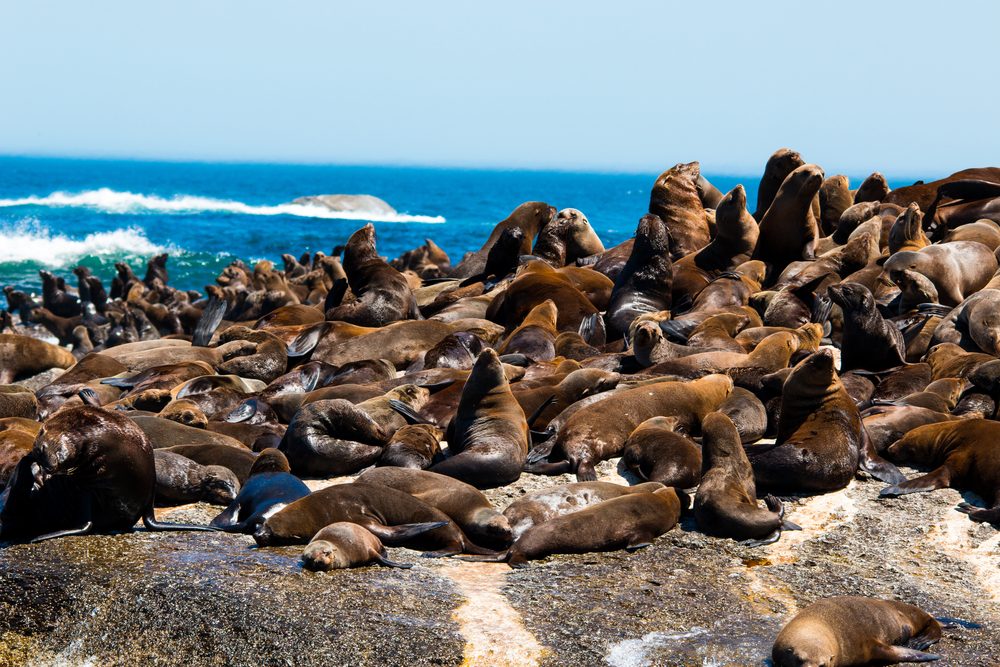 جزيرة الفقمة