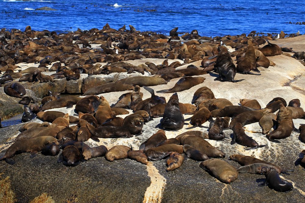 جزيرة الفقمة