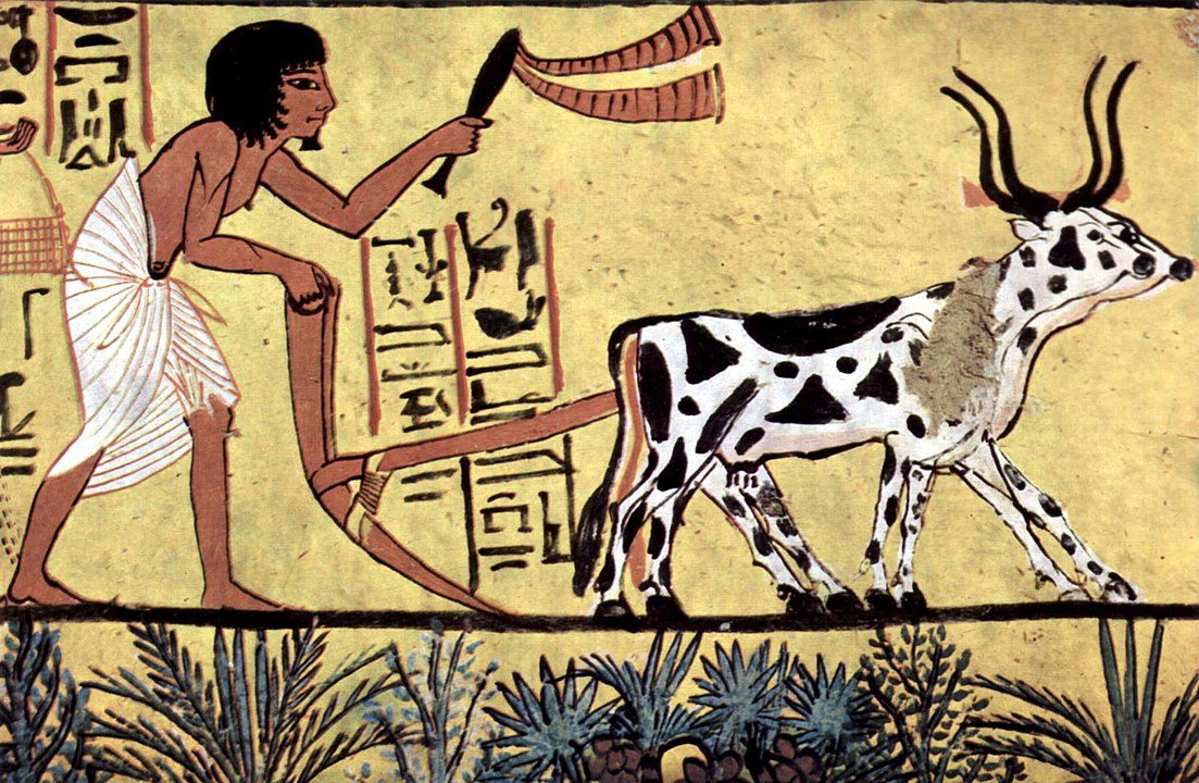 المحراث الذي كان يجرّه الثور والعجلة/ Wikipedia