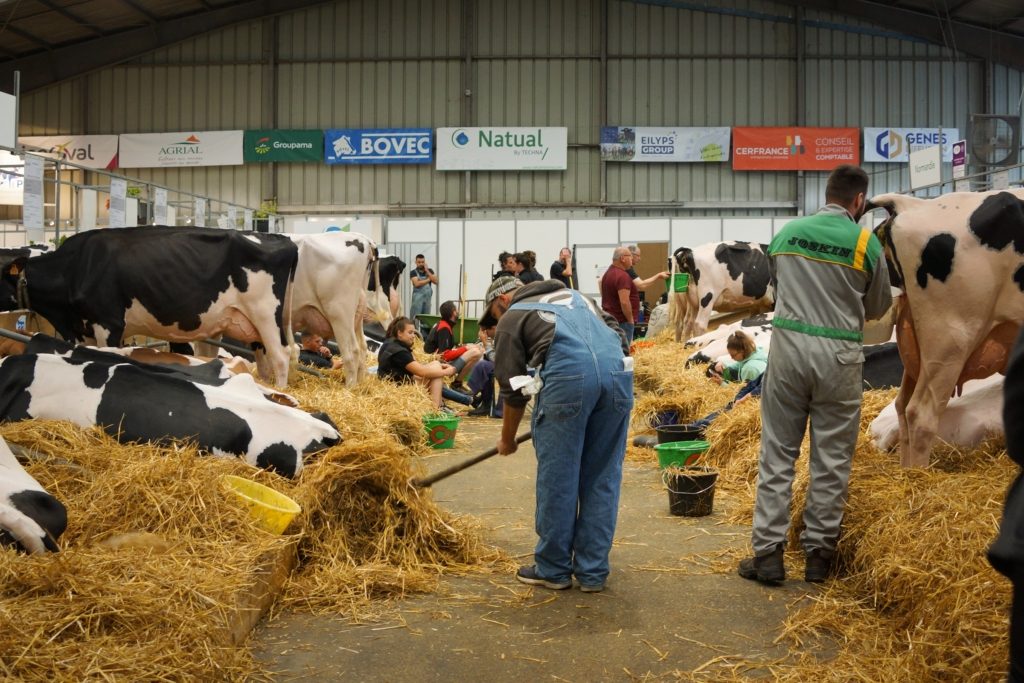 الجزائر فرنسا استيراد الأبقار