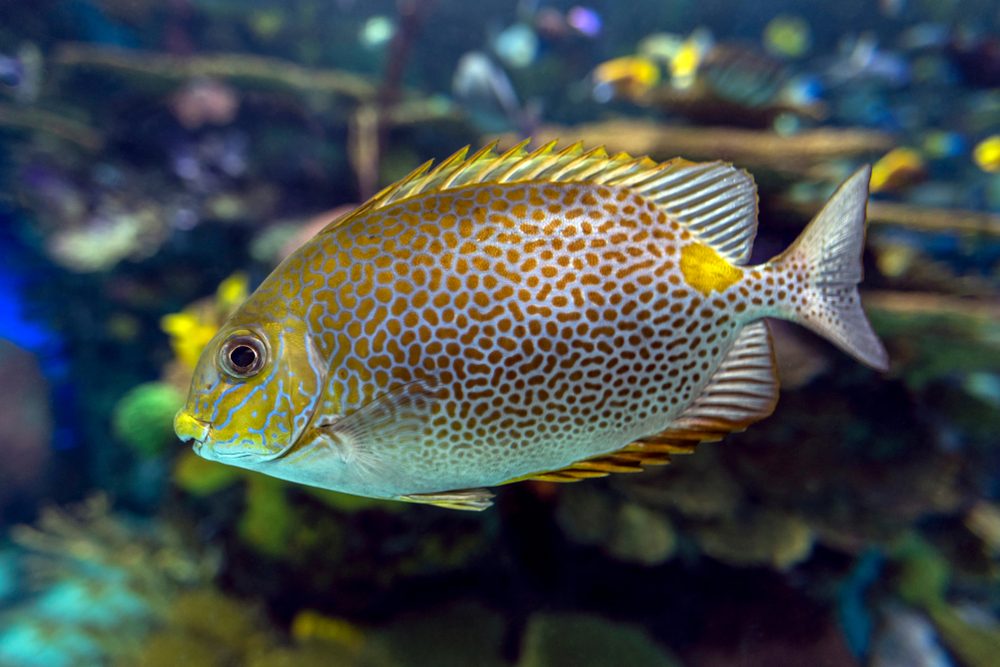 سمكة الأرنب السامة| shutterstock