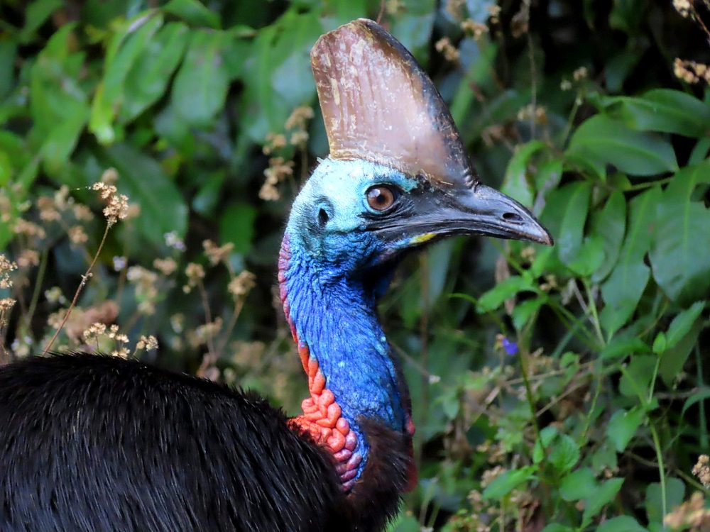 طائر الشبنم| shutterstock