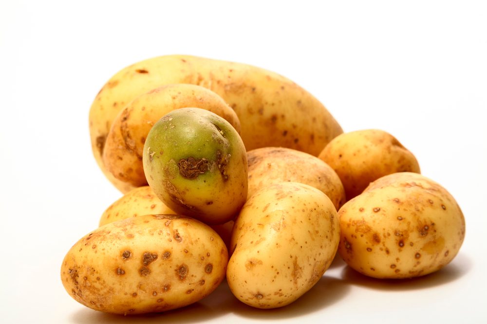 سم السولانين| shutterstock