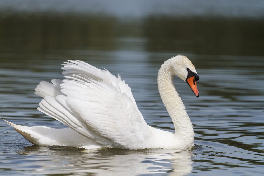 التم الأخرس| shutterstock