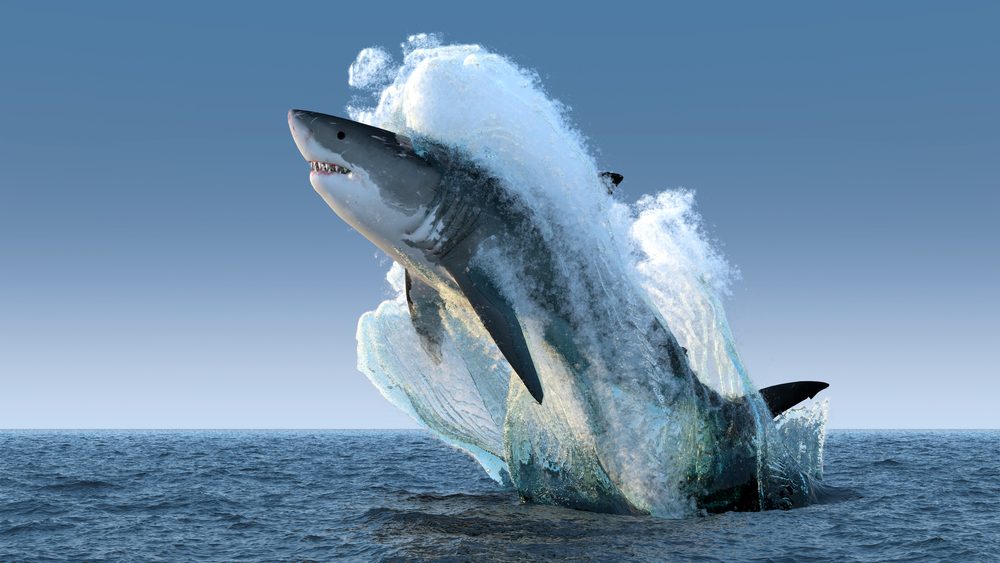 أسماك القرش