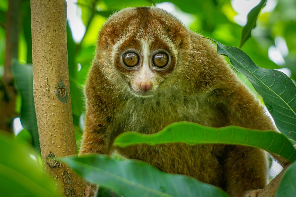 حيوان اللوريس البطيء| shutterstock