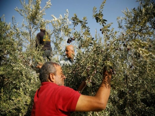 “لا عمل، وموسم الزيتون دُمر”.. قمع الاحتلال وهجمات المستوطنين يستهدفان حياة ورزق الفلسطينيين بالضفة