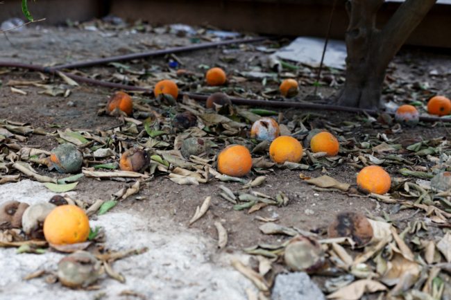 حرب غزة تدمر الزراعة الإسرائيلية.. دراسة:  المزارعون عاجزون عن الوصول لمزارعهم ويتوقعون خسائر فادحة