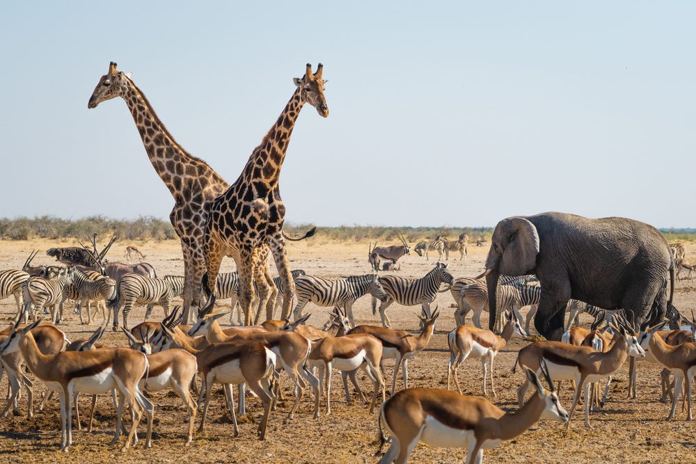أنواع الحيوانات | shutterstock