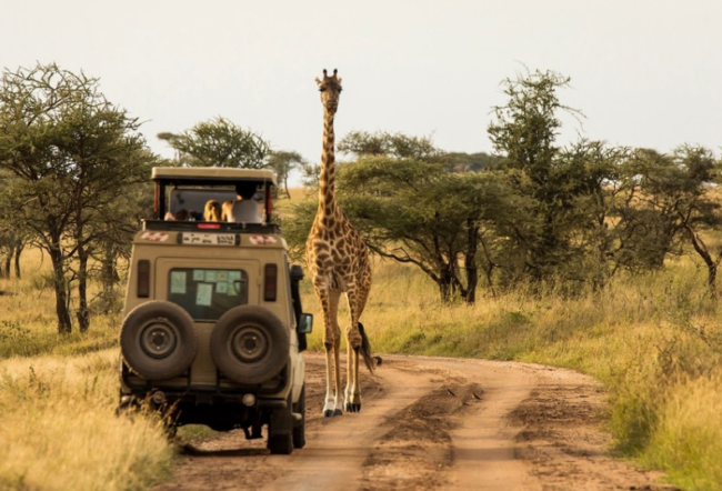 من رحلات السفاري إلى اكتشاف المدن العصرية.. أجمل الوجهات السياحية في جنوب أفريقيا