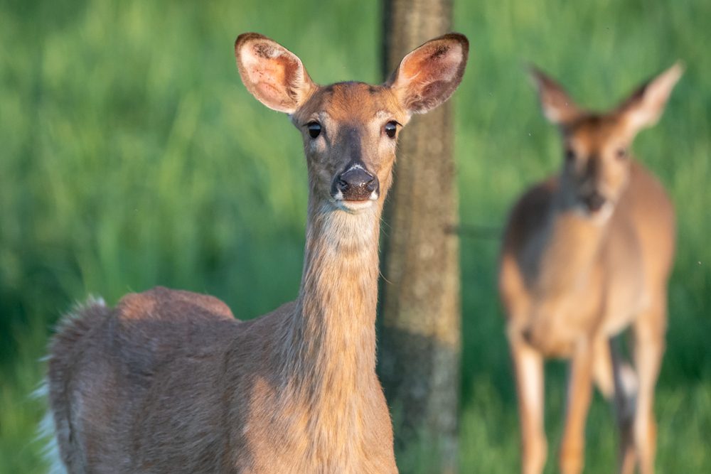 زومبي الغزلان