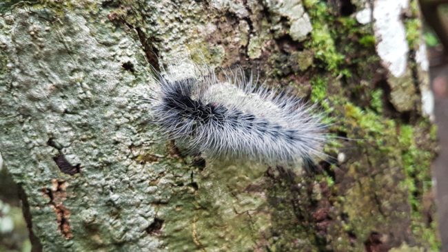 أصيب بنوبة قلبية أدخلته غرفة الطوارئ.. “حيوان أليف” كاد يُفقد نجم هوليوودي حياته في البرتغال