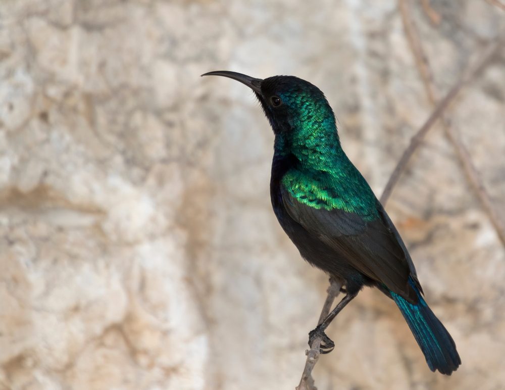 طائر الشمس الفلسطيني.. رمز وطني حاولت إسرائيل سرقته ولم تفلح