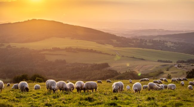 لماذا كان رعي الأغنام مهنة الأنبياء والمرسلين؟