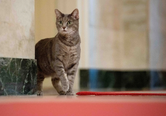 توقظ الرئيس صباحاً ليأكل المثلجات والشكولاتة ويلبس حذاءه المقاوم للانزلاق.. أشياء تفعلها قطة بايدن