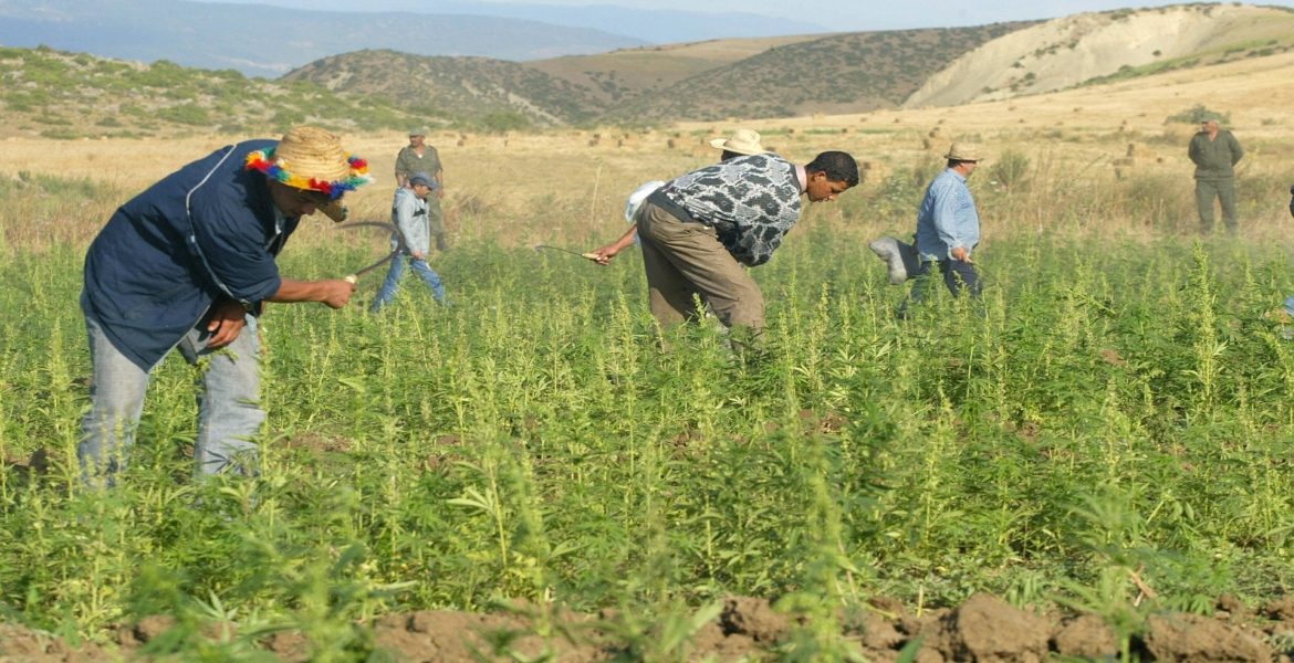 إعلام عبري: تجار حشيش مغاربة يقاطعون السماسرة الإسرائيليين بسبب الحرب على غزة 