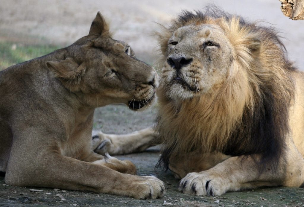 أسد يحمل اسم إمبراطور مسلم