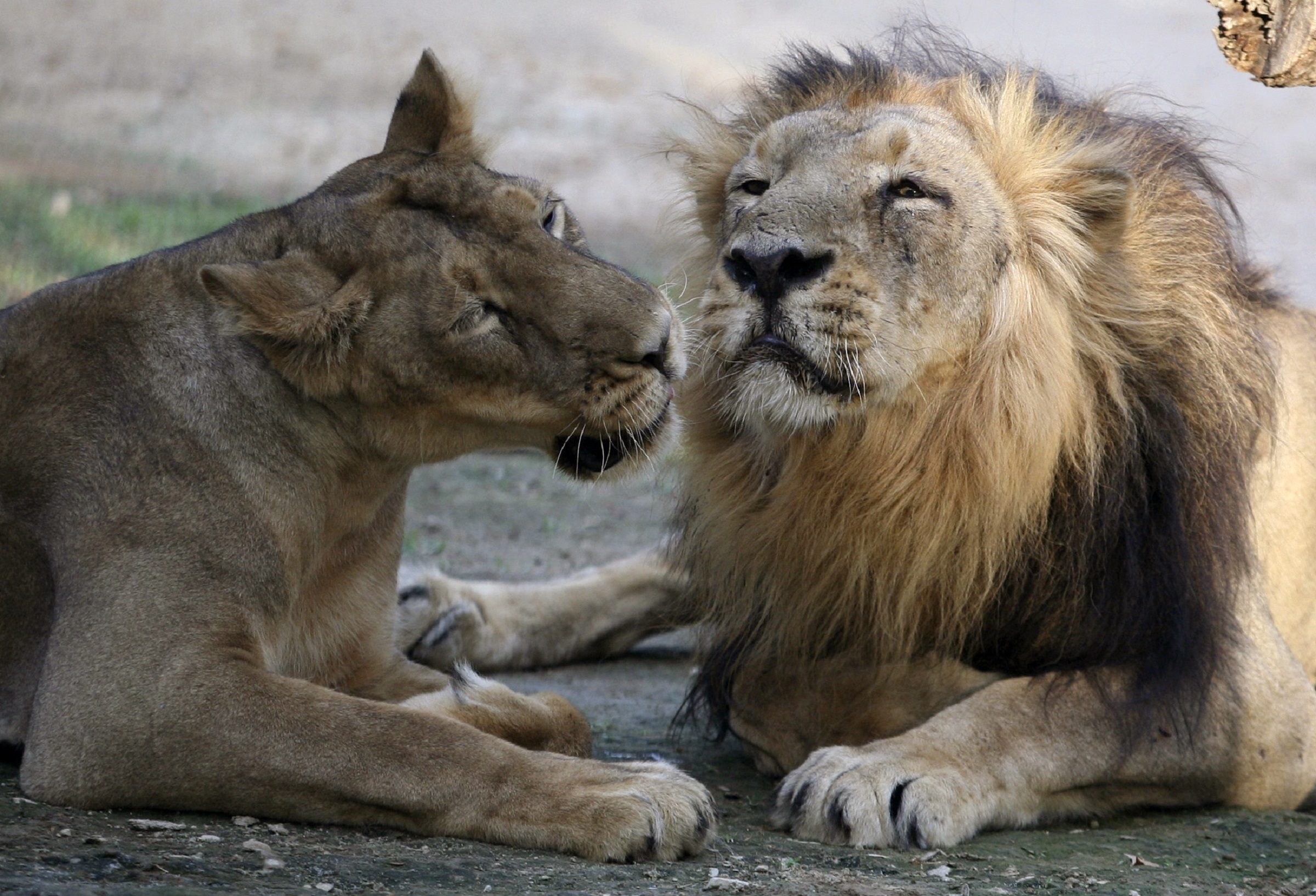 أسد يحمل اسم إمبراطور مسلم