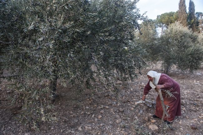 الاحتلال يهدد بقطع ثاني أقدم شجرة زيتون في العالم.. تفاصيل “كابوس” يقلق سكان قرية فلسطينية