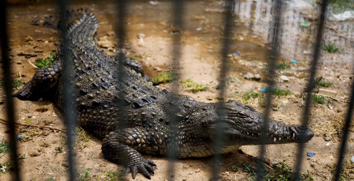 عملية جراحية في معدة تمساح بحديقة حيوان أمريكية تصدم الأطباء.. استخرجوا منها 70 عملة معدنية، وهذا هو السبب