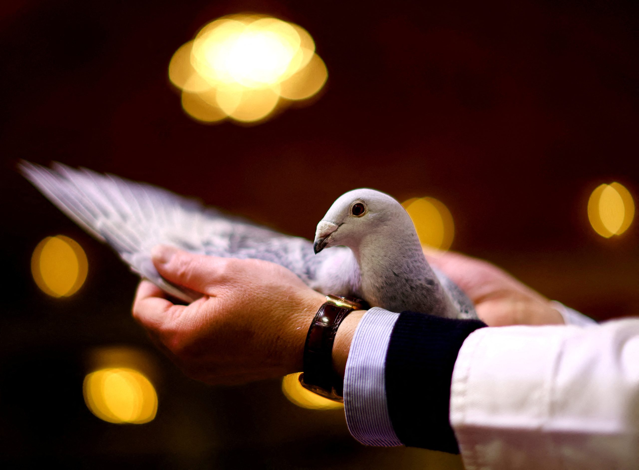 الهند تطلق سراح “حمامة التجسس”.. احتُجزت 8 أشهر على ذمة التحقيق وهذا أصل منشئها