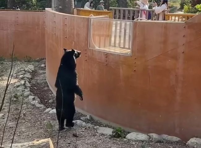 هل هو حيوان أم إنسان؟ دب يمشي على قدمين في تايوان يثير جدلاً واسعاً، وإدارة الحديقة توضح (فيديو)