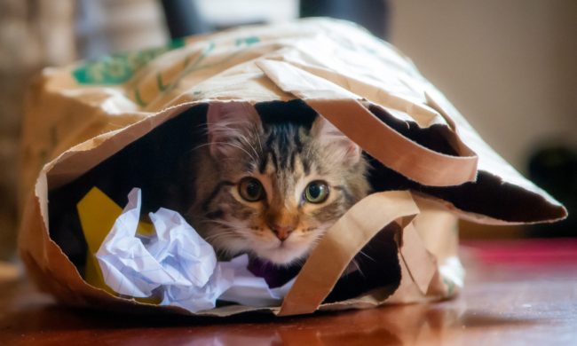 وصفت منزله بـ”بيت الرعب”! فرنسي يحتجز جثث 100 قطة في ثلاجة، وهذا ما قالته للشرطة بشأن جريمته 