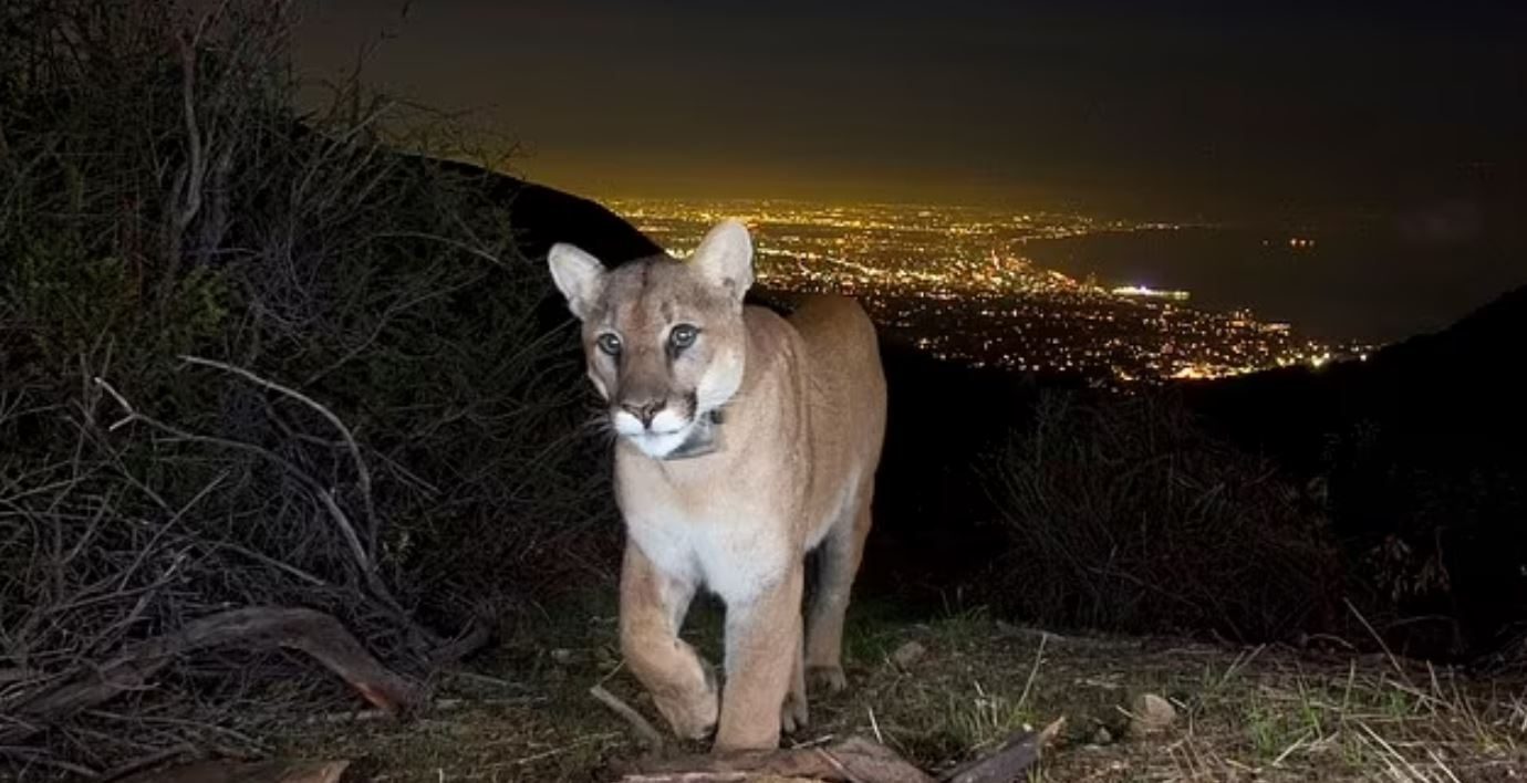 أسد جبلي في كليفورنيا / مواقع التواصل