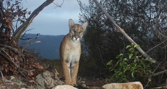 لأول مرة منذ 20 عاماً! أسد جبلي يقتل شاباً في ولاية كاليفورنيا ويصيب شقيقه بجروح خطيرة (صور)